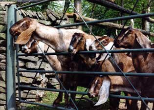 Some of the Tyegronon Herd waiting to come in from the field